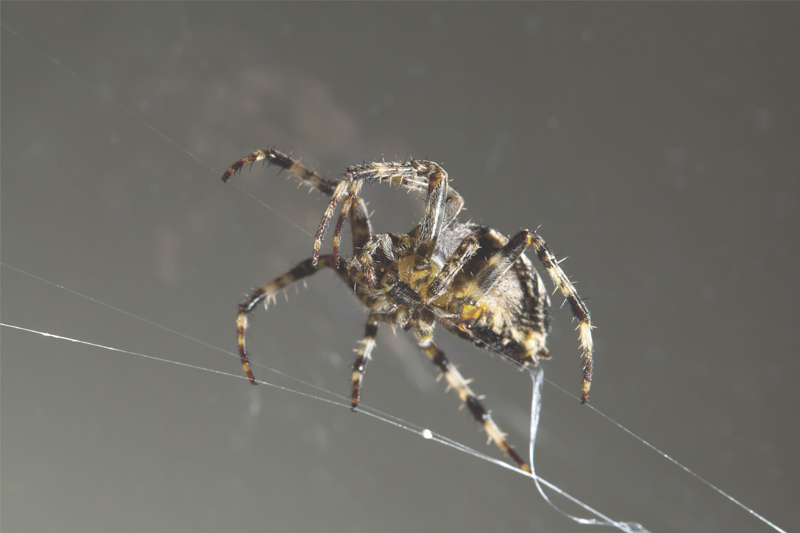 Wie die feinen Spinnenhärchen das menschliche Hören verbessern können