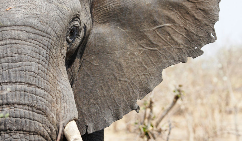 Hörphänomene: Hohe Töne kommen von oben