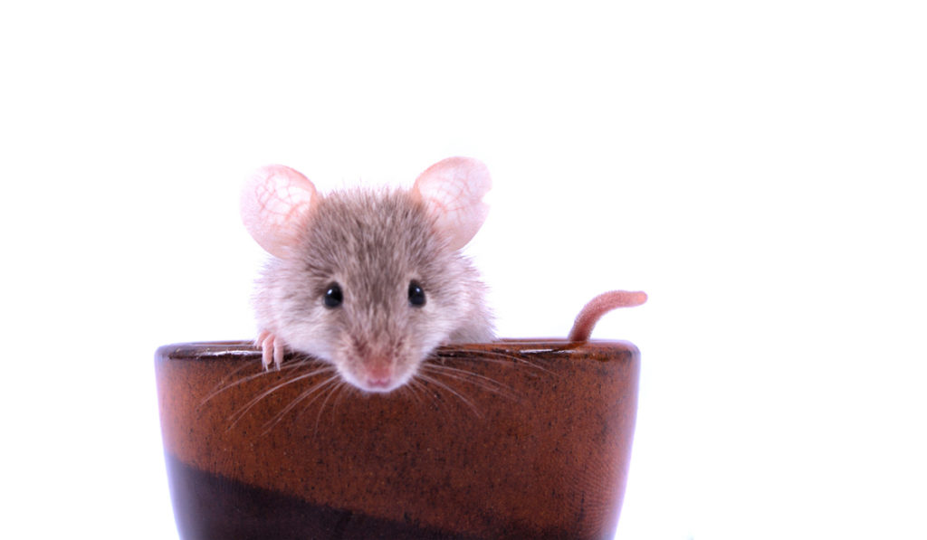 Taube Mäuse können dank Gentherapie hören