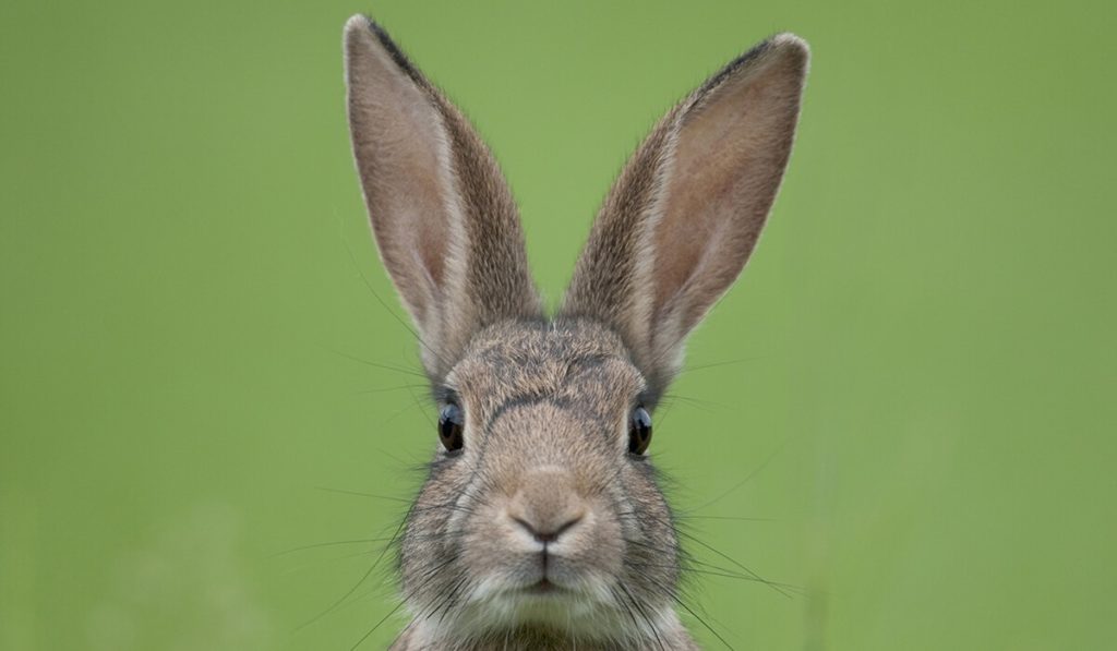 Alle Lauscher aufgesperrt