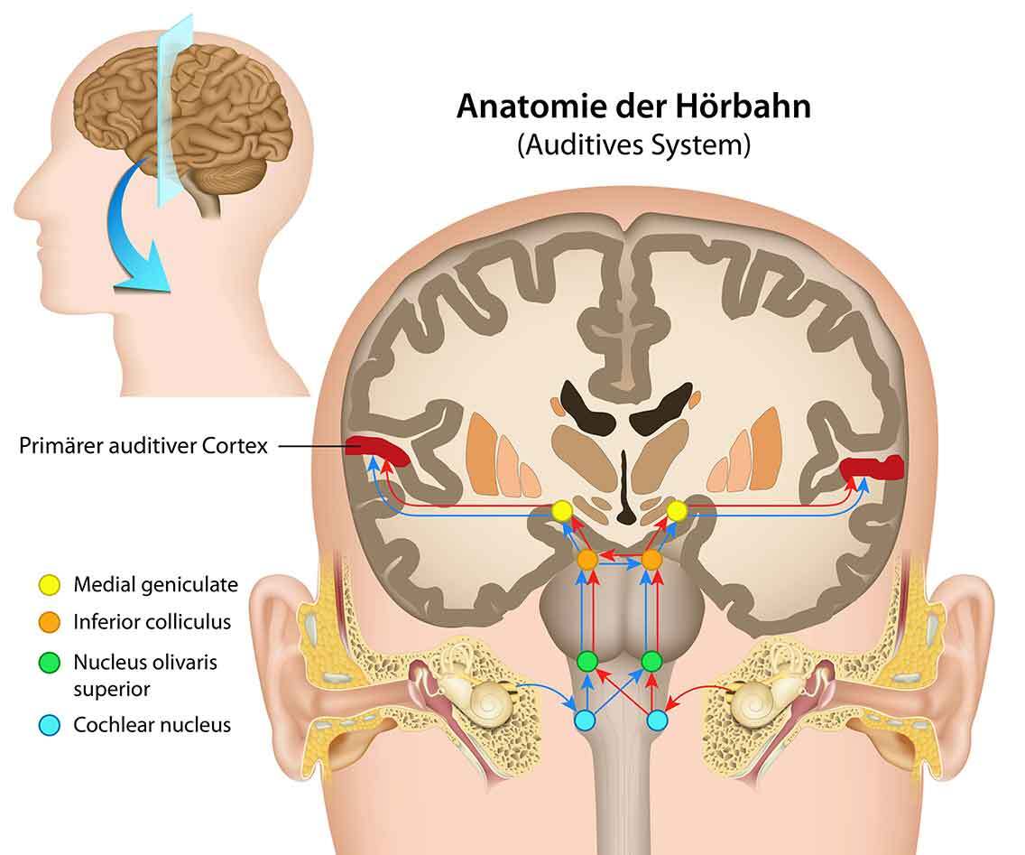 Anatomie-der-Hörbahn