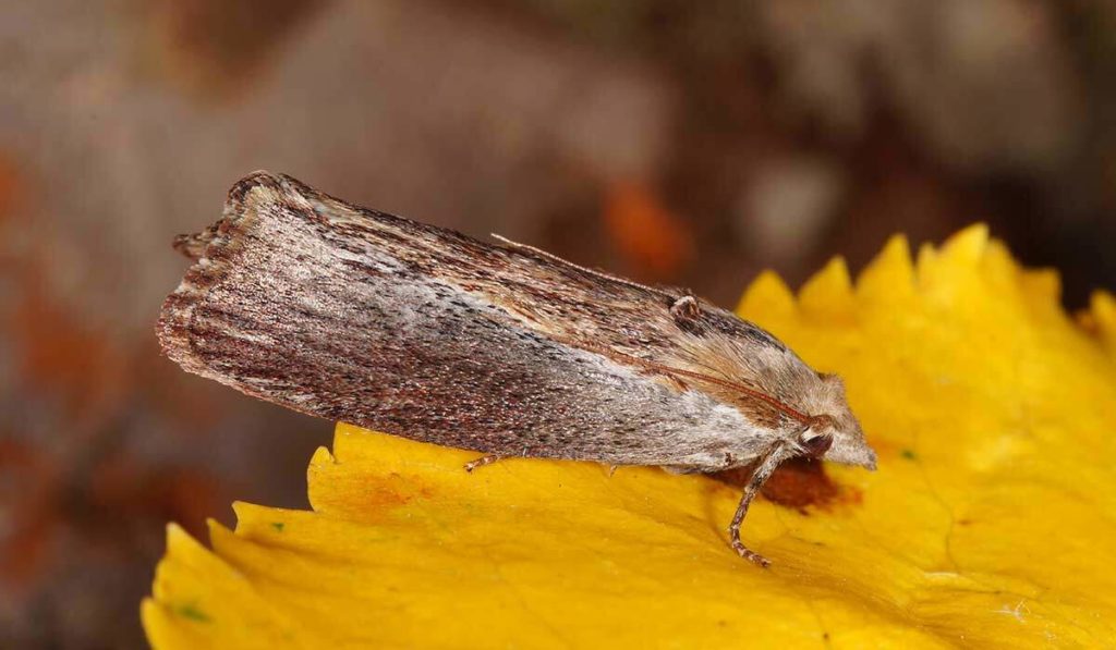 Wer hört besser als Fledermäuse?