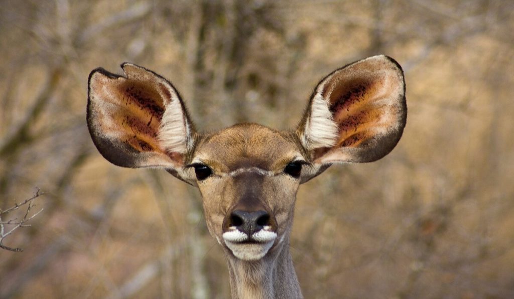 Können alle Menschen mit den Ohren wackeln?