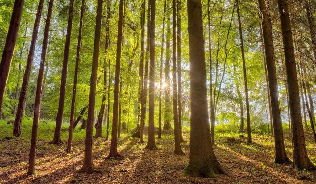 Natürliche Sommerklänge
